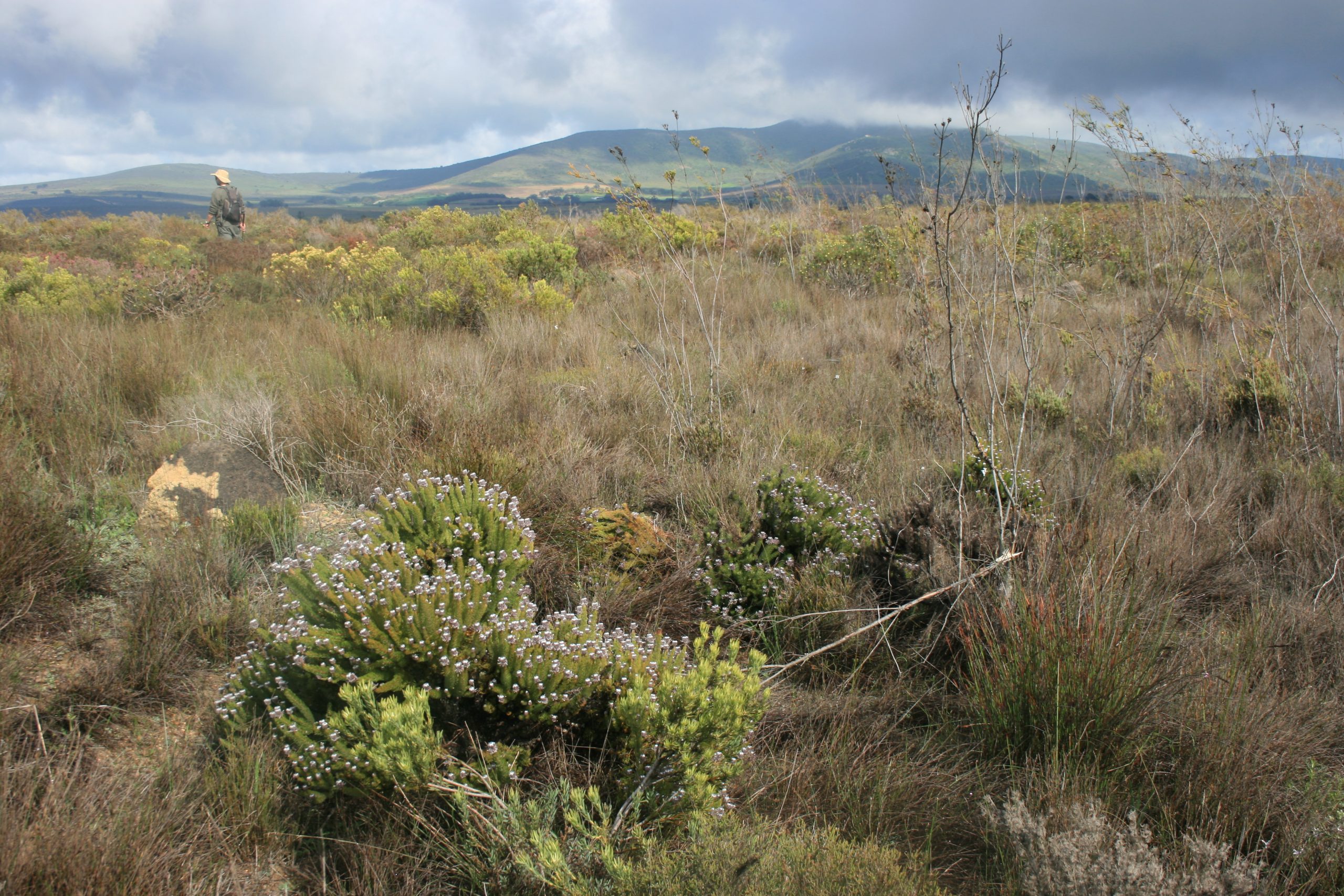 The Dassenberg climate corridor containing highly-threatened and poorly-conserved lowland and coastal habitats ; photo credit Sheila Henning, CapeNature