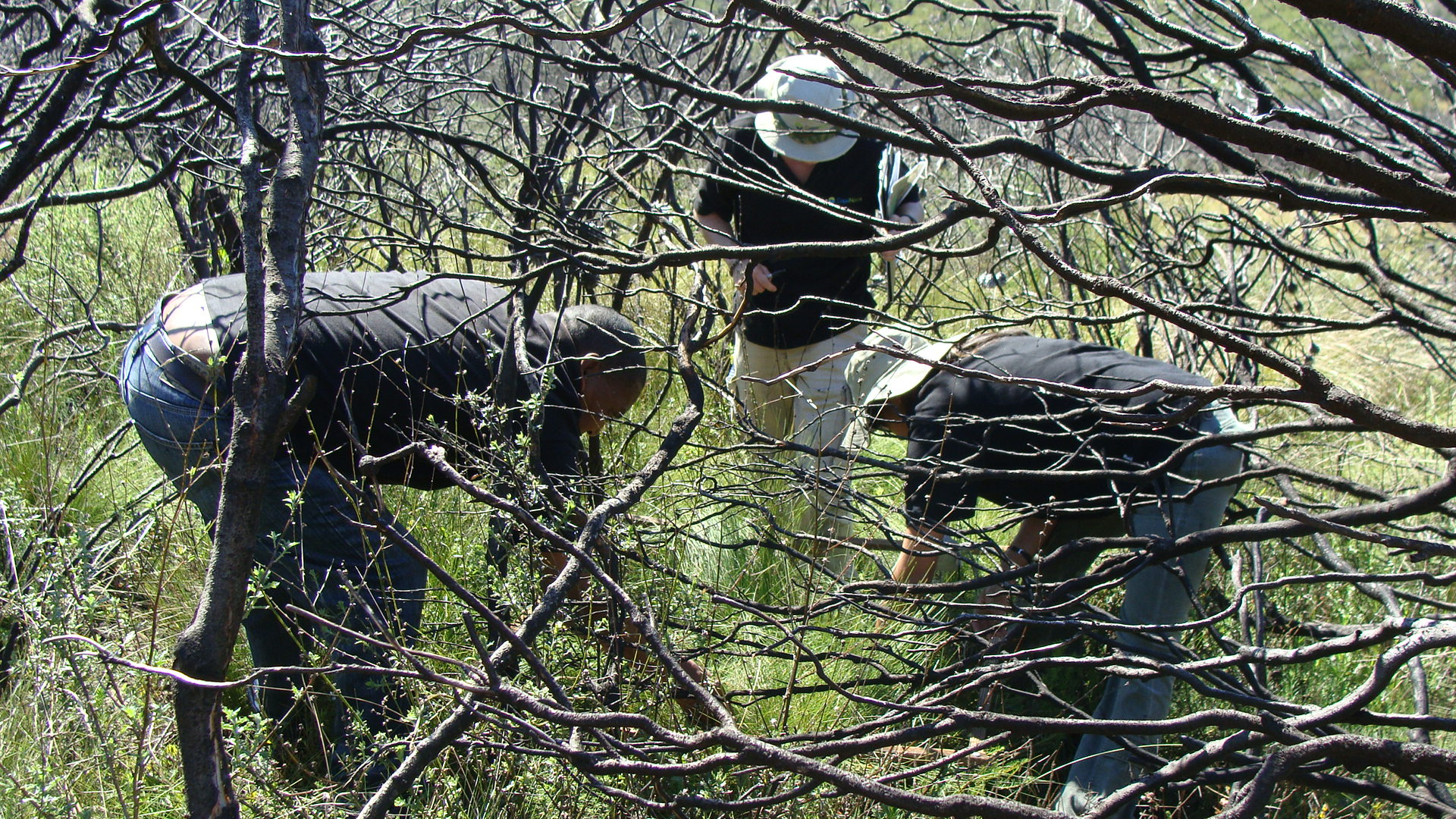 Post fire monitoring; photo credit Natalie Hayward, CapeNature