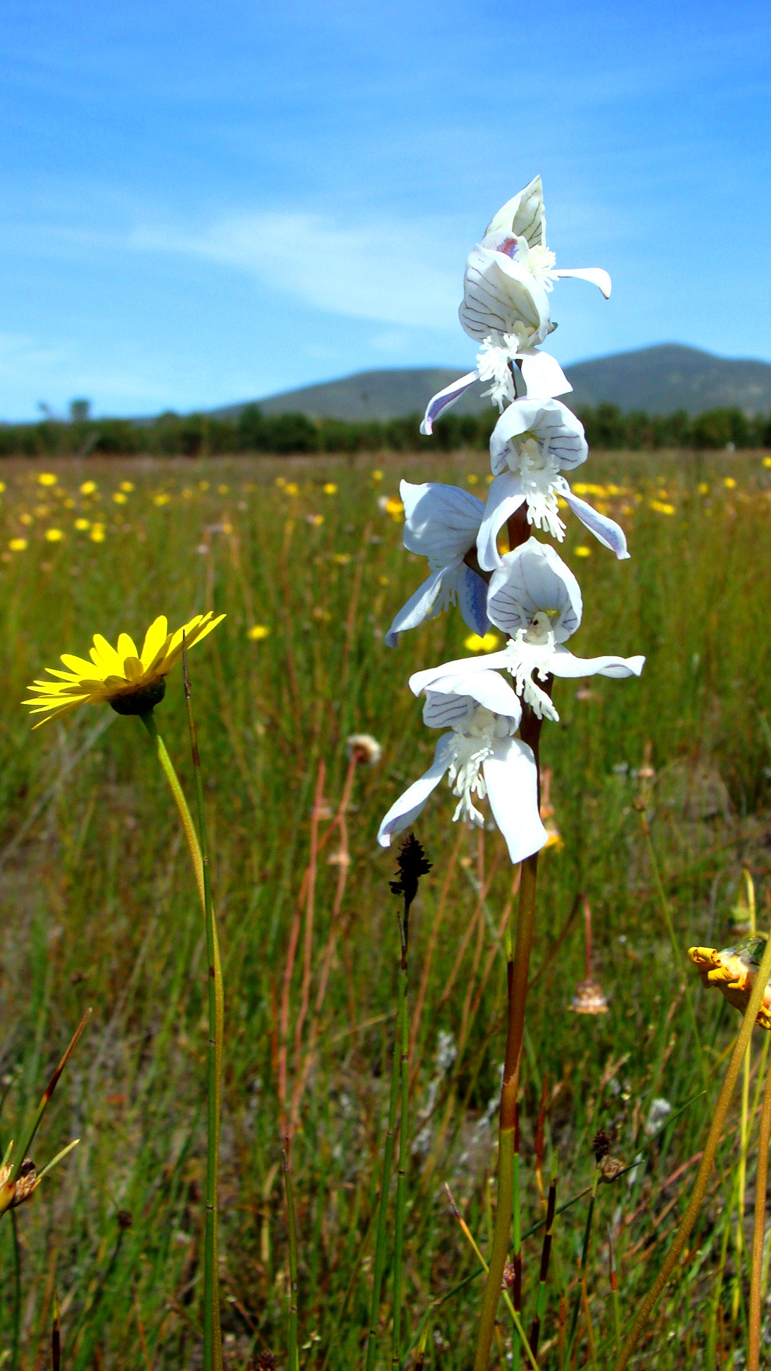 Critically endangered Disa barbata; photo credit Natalie Hayward, CapeNature